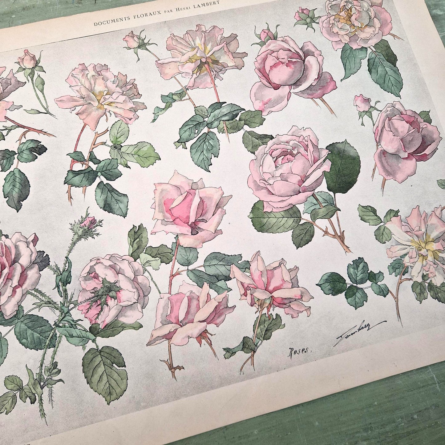 Planche botanique ancienne « Roses » - Henri Lambert