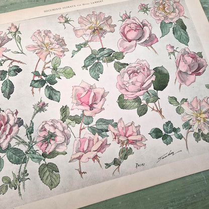 Planche botanique ancienne « Roses » - Henri Lambert