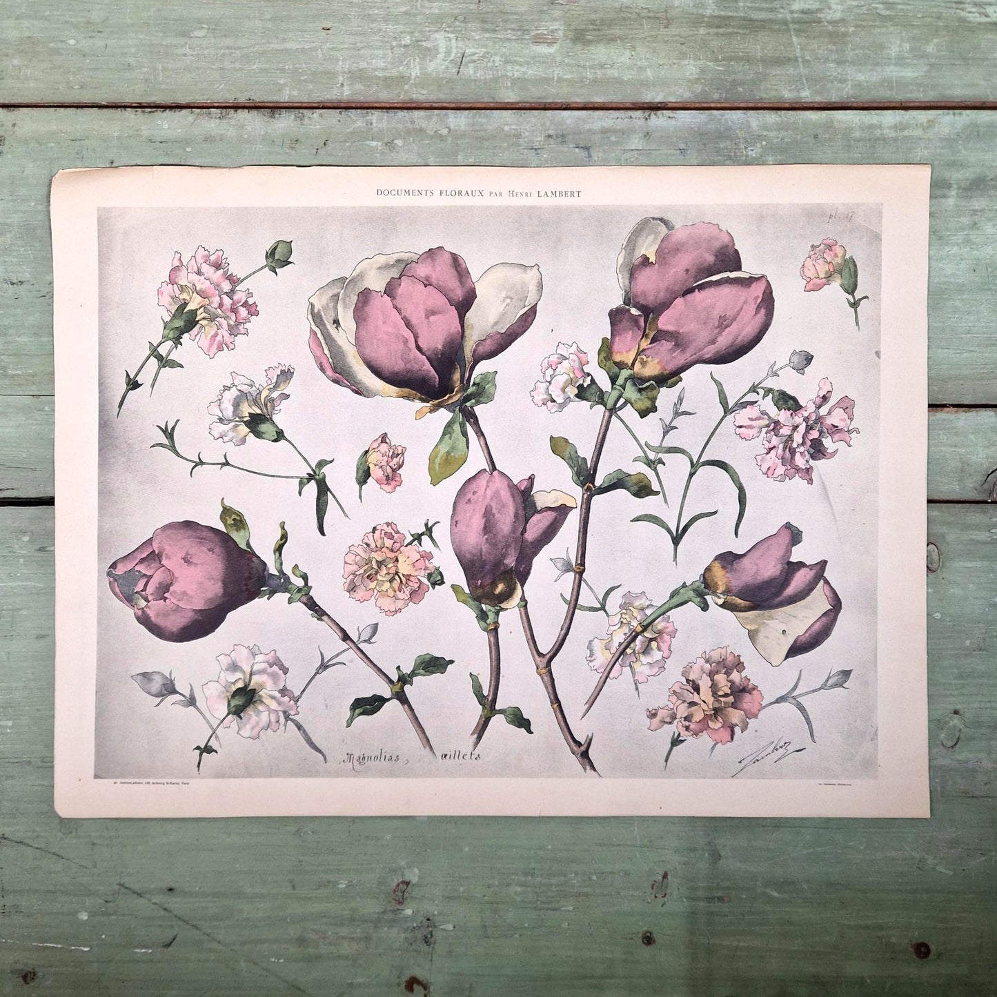 Illustration florale ancienne « Magnolias et Œillets »