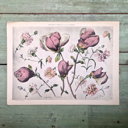 Illustration florale ancienne « Magnolias et Œillets »