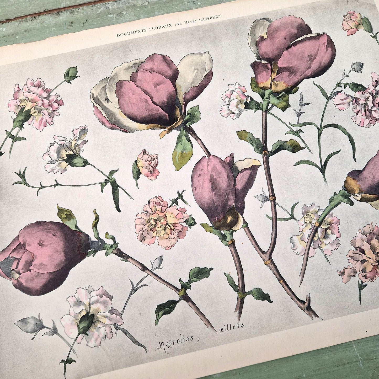 Illustration florale ancienne « Magnolias et Œillets »