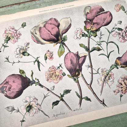 Illustration florale ancienne « Magnolias et Œillets »