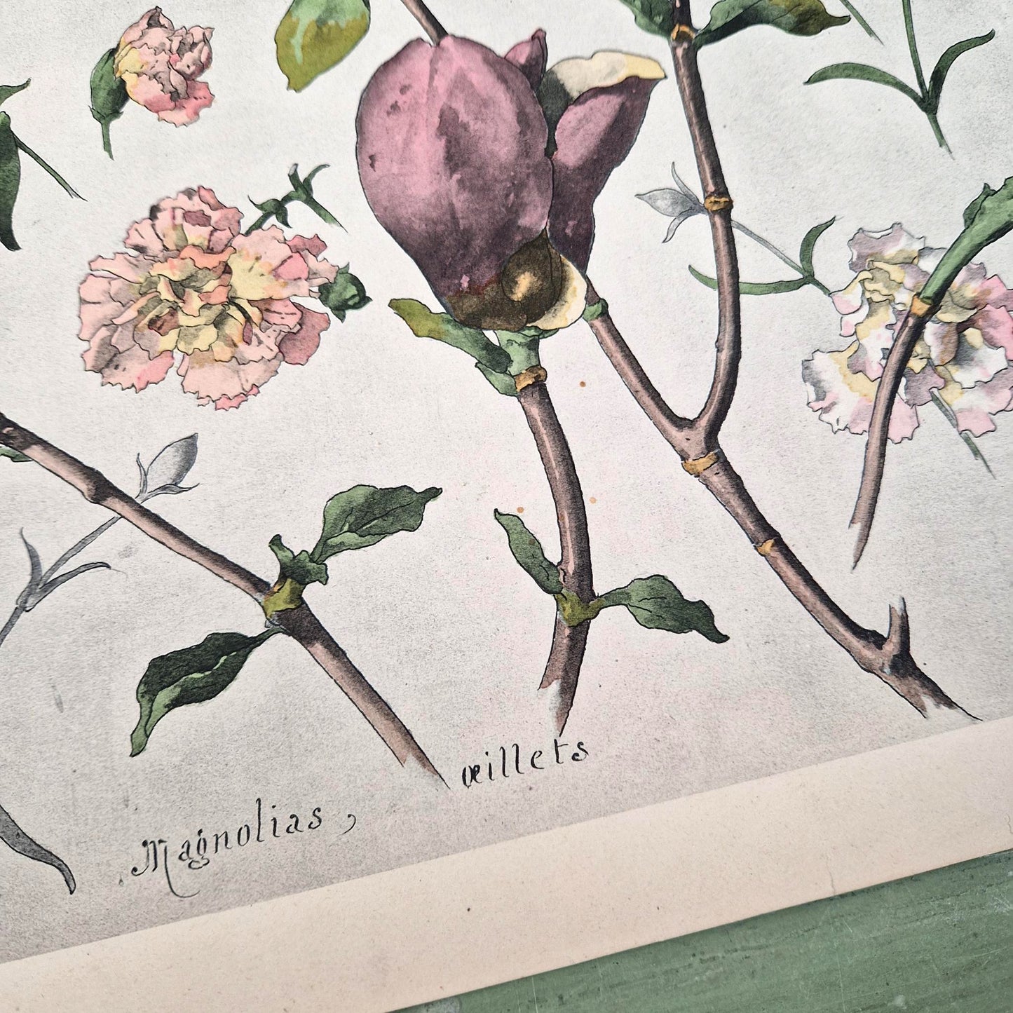 Illustration florale ancienne « Magnolias et Œillets »