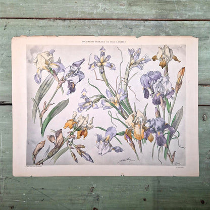 Lithographie ancienne "IRIS" - Henry Lambert, vers 1900