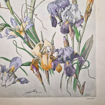 Lithographie ancienne "IRIS" - Henry Lambert, vers 1900