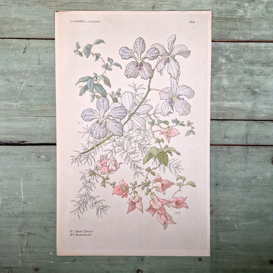 Plate "The Orchids" - Vanda cerulea and Bougainvillea