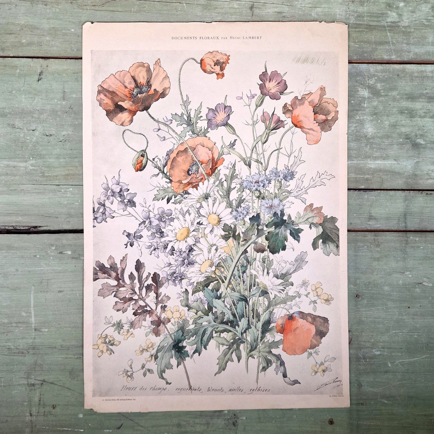 Lithographie ancienne "Fleurs des champs" - Henry Lambert