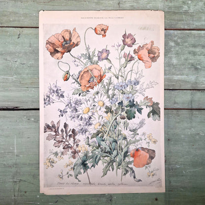 Lithographie ancienne "Fleurs des champs" - Henry Lambert
