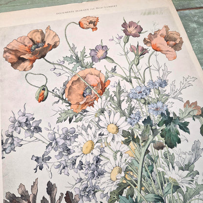 Lithographie ancienne "Fleurs des champs" - Henry Lambert