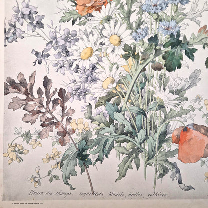 Lithographie ancienne "Fleurs des champs" - Henry Lambert