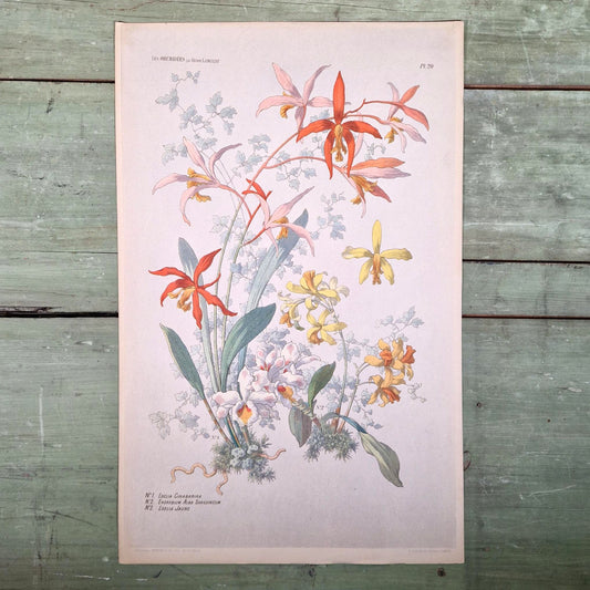 Botanical illustration "The Orchids" by Henry Lambert
