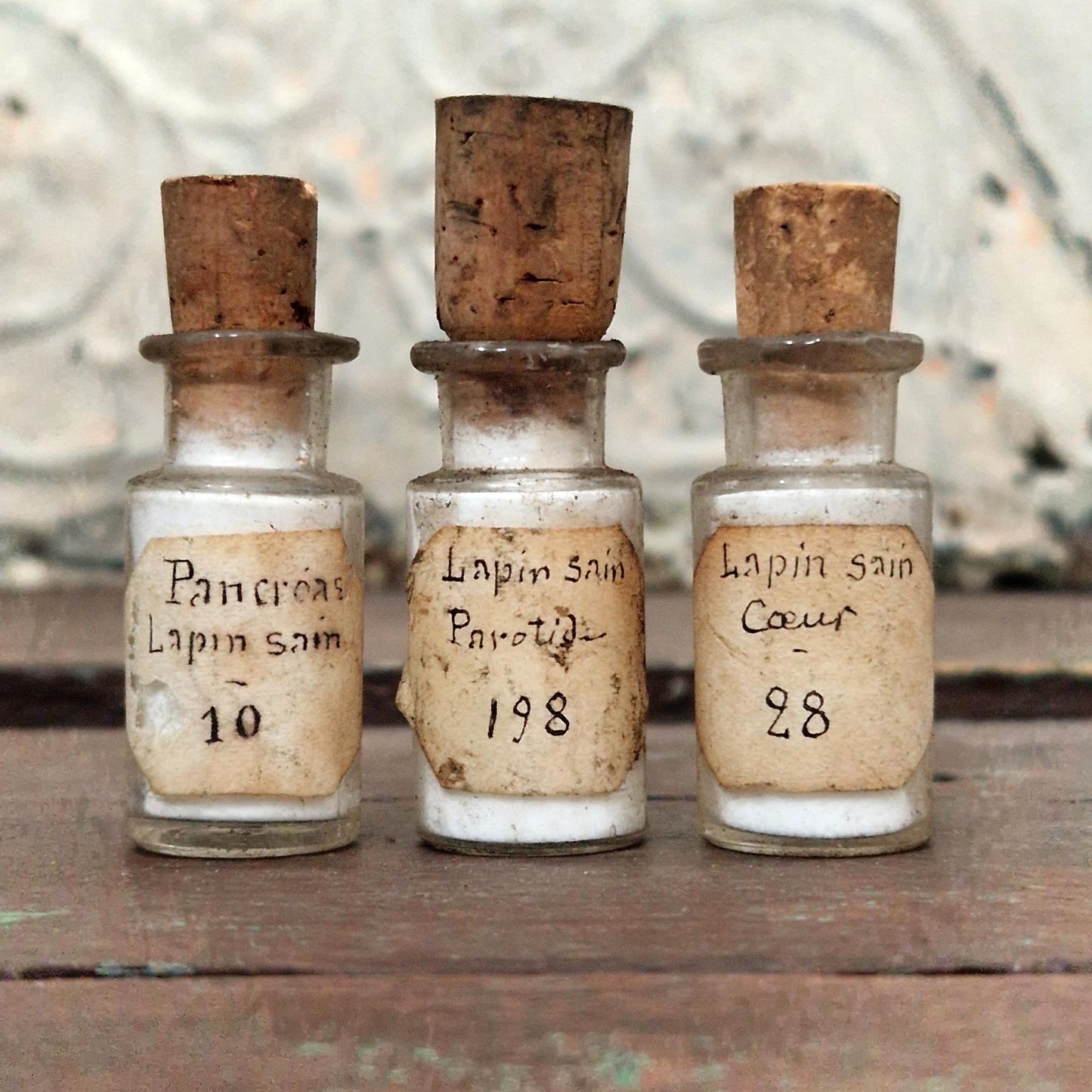 « Organes de lapin » - 3 préparations anatomiques (l3)