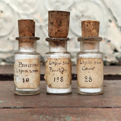 « Organes de lapin » - 3 préparations anatomiques (l3)