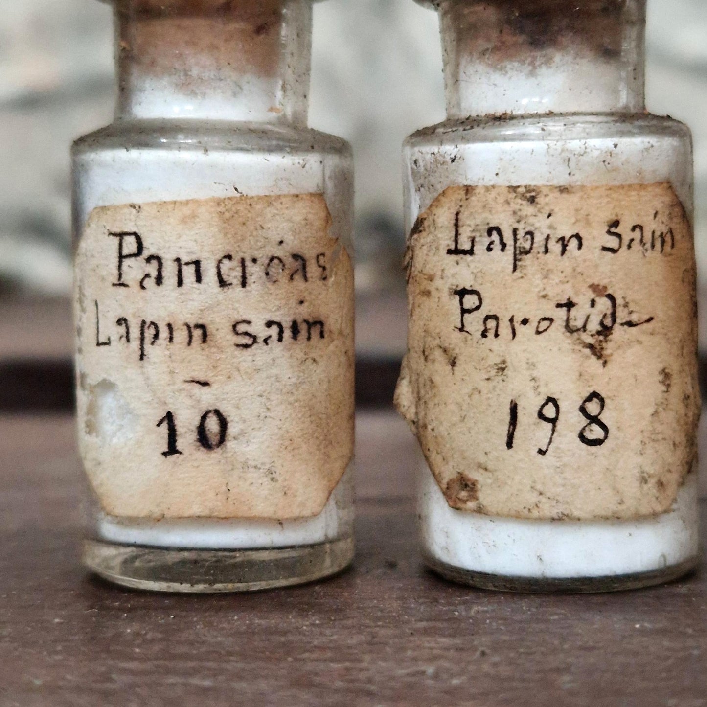 « Organes de lapin » - 3 préparations anatomiques (l3)