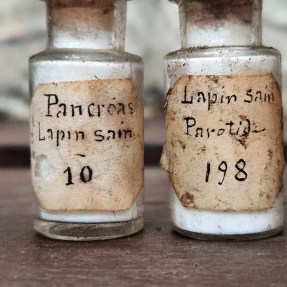 « Organes de lapin » - 3 préparations anatomiques (l3)