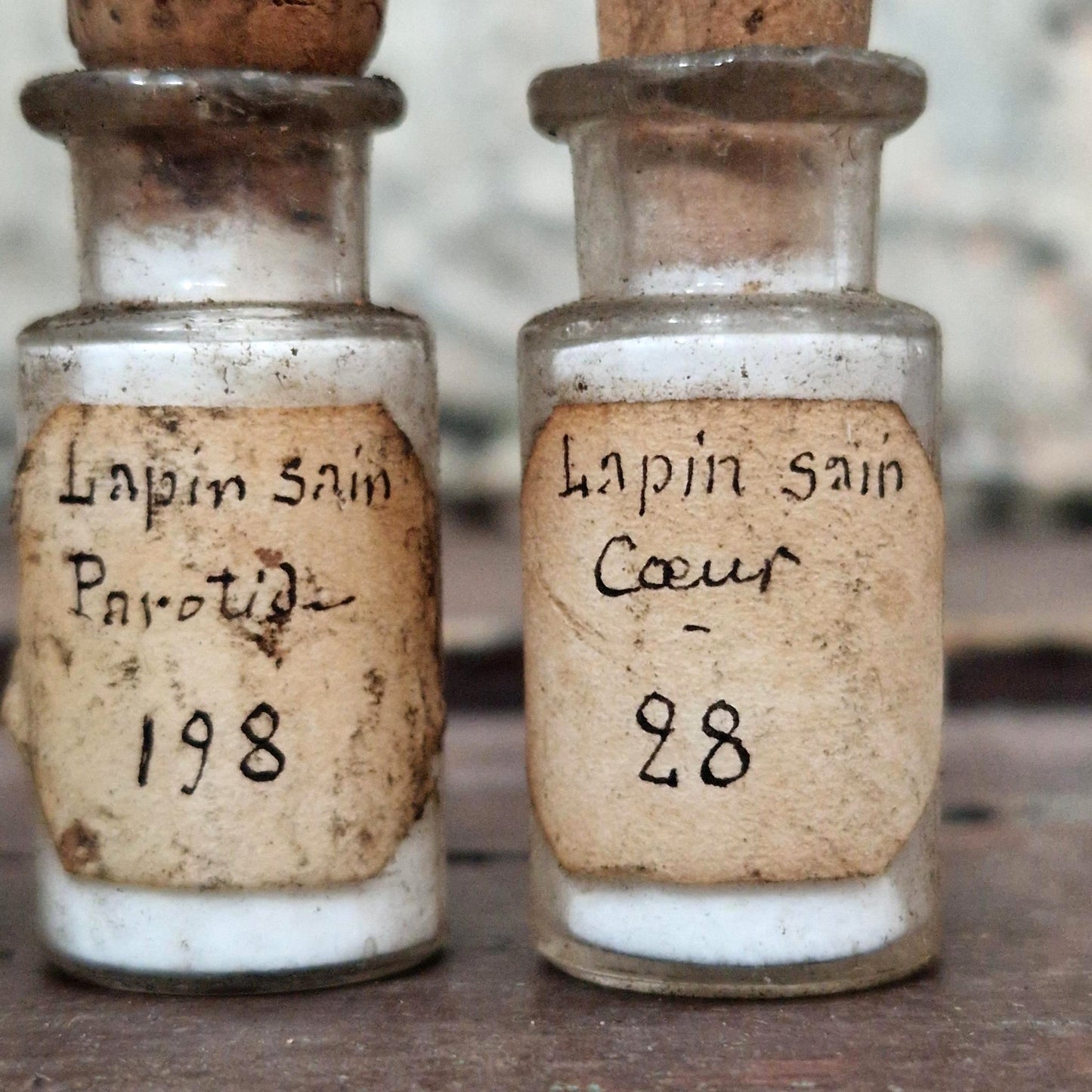 « Organes de lapin » - 3 préparations anatomiques (l3)