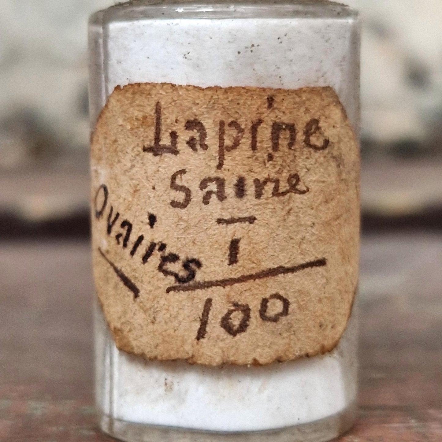 Curieuse fiole « Lapine saine - Ovaires T 100 » (f43)