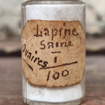 Curieuse fiole « Lapine saine - Ovaires T 100 » (f43)