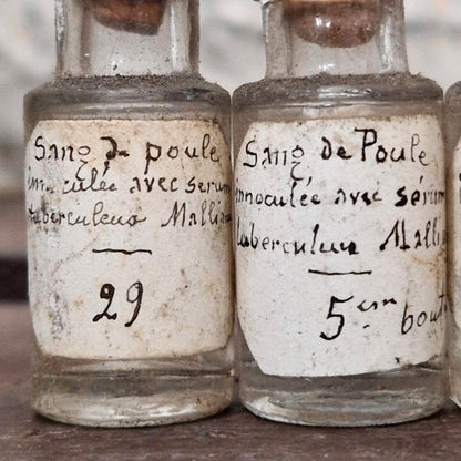 Lot of 3 experimental vials "Inoculated chicken blood" (l2)