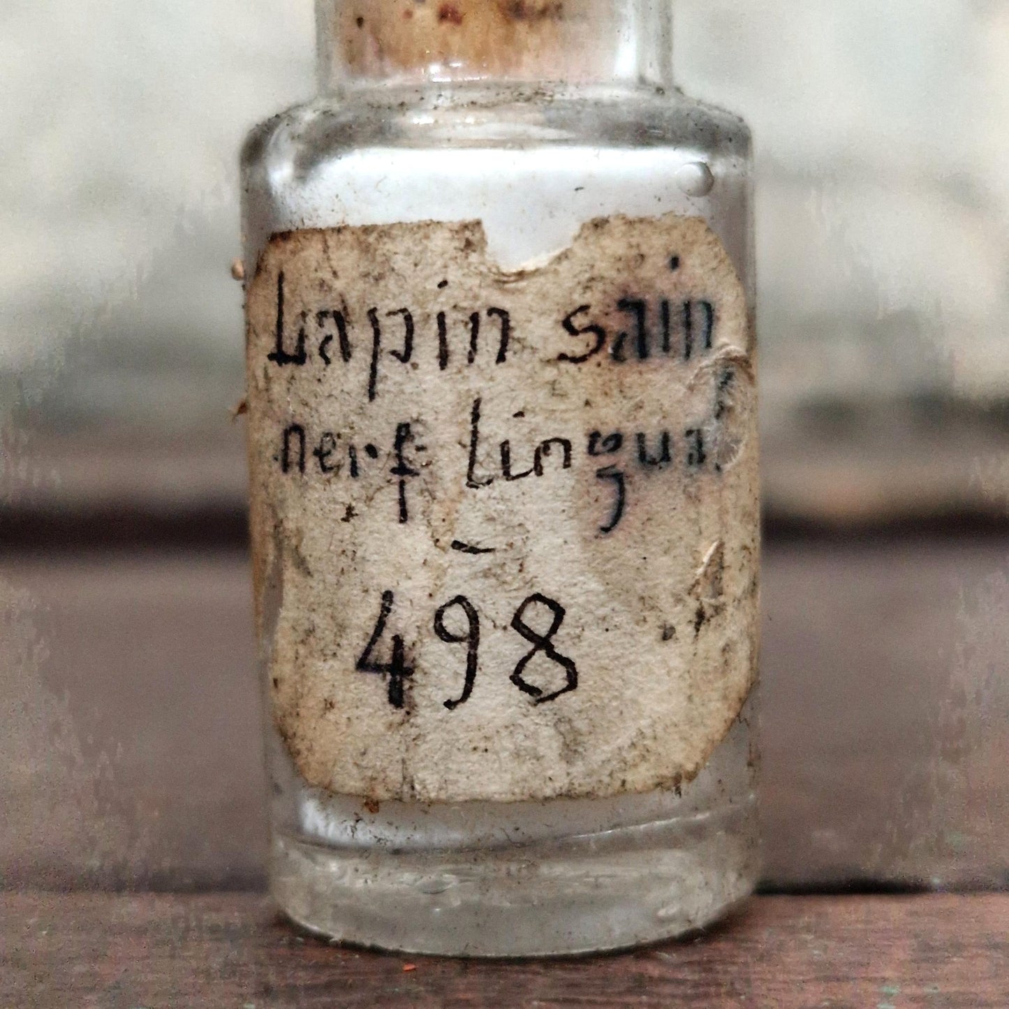 Old laboratory bottle "Healthy rabbit - lingual nerve" (f17)