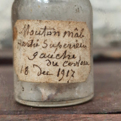 Vial "Male sheep - left part of the brain", 1917 (f15)