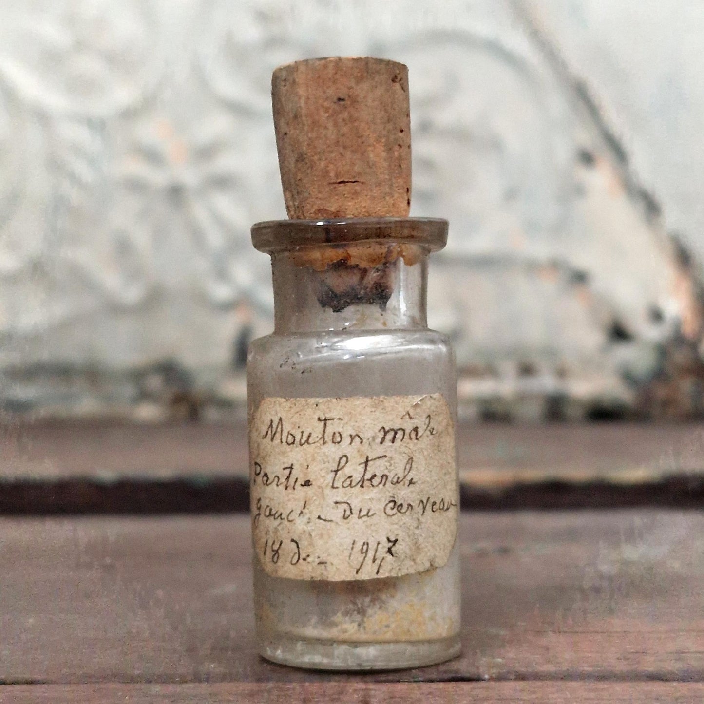 Vial "Male Sheep - Left Part of Brain", 1917 (f11)
