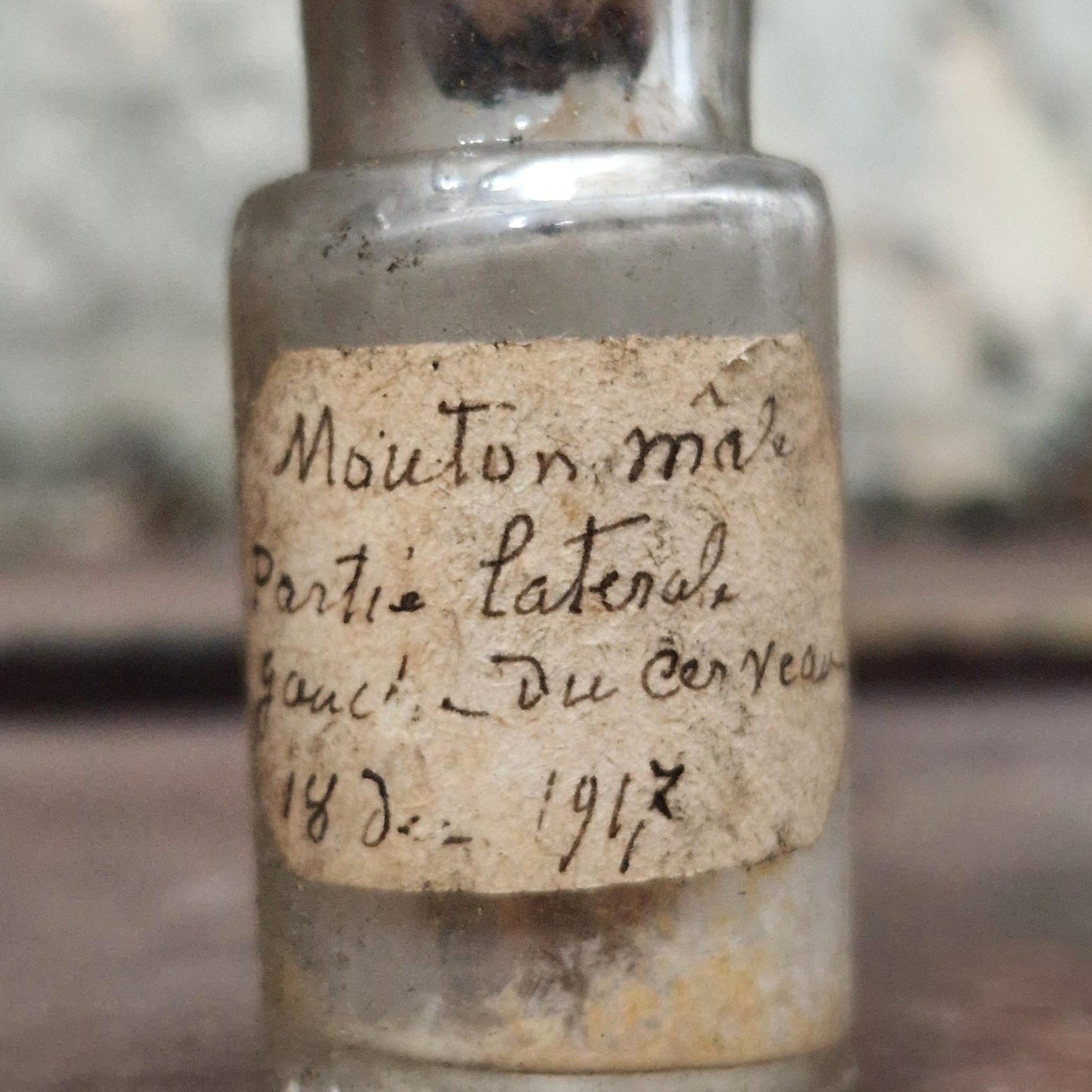 Vial "Male Sheep - Left Part of Brain", 1917 (f11)
