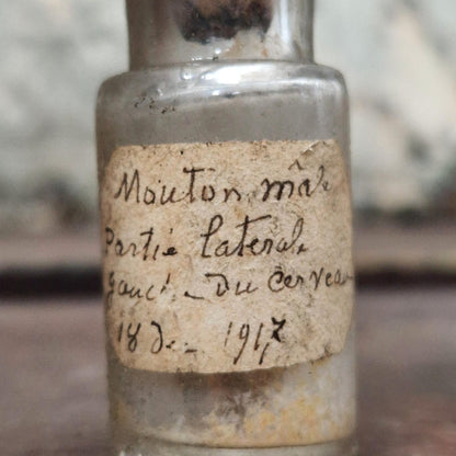Vial "Male Sheep - Left Part of Brain", 1917 (f11)