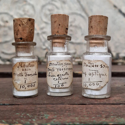 Bottles of anatomical preparations "Healthy sheep" (l1)