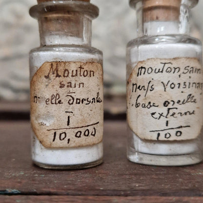 Bottles of anatomical preparations "Healthy sheep" (l1)