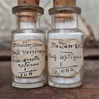 Bottles of anatomical preparations "Healthy sheep" (l1)
