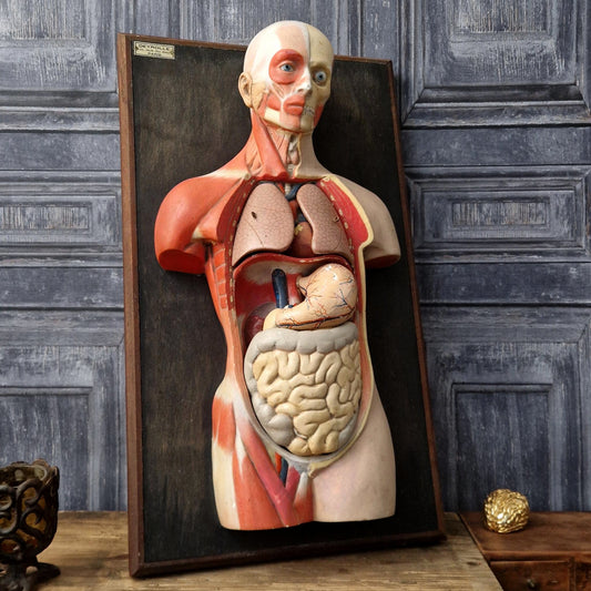 Ecorché / Deyrolle Anatomical Model - Circa 1920