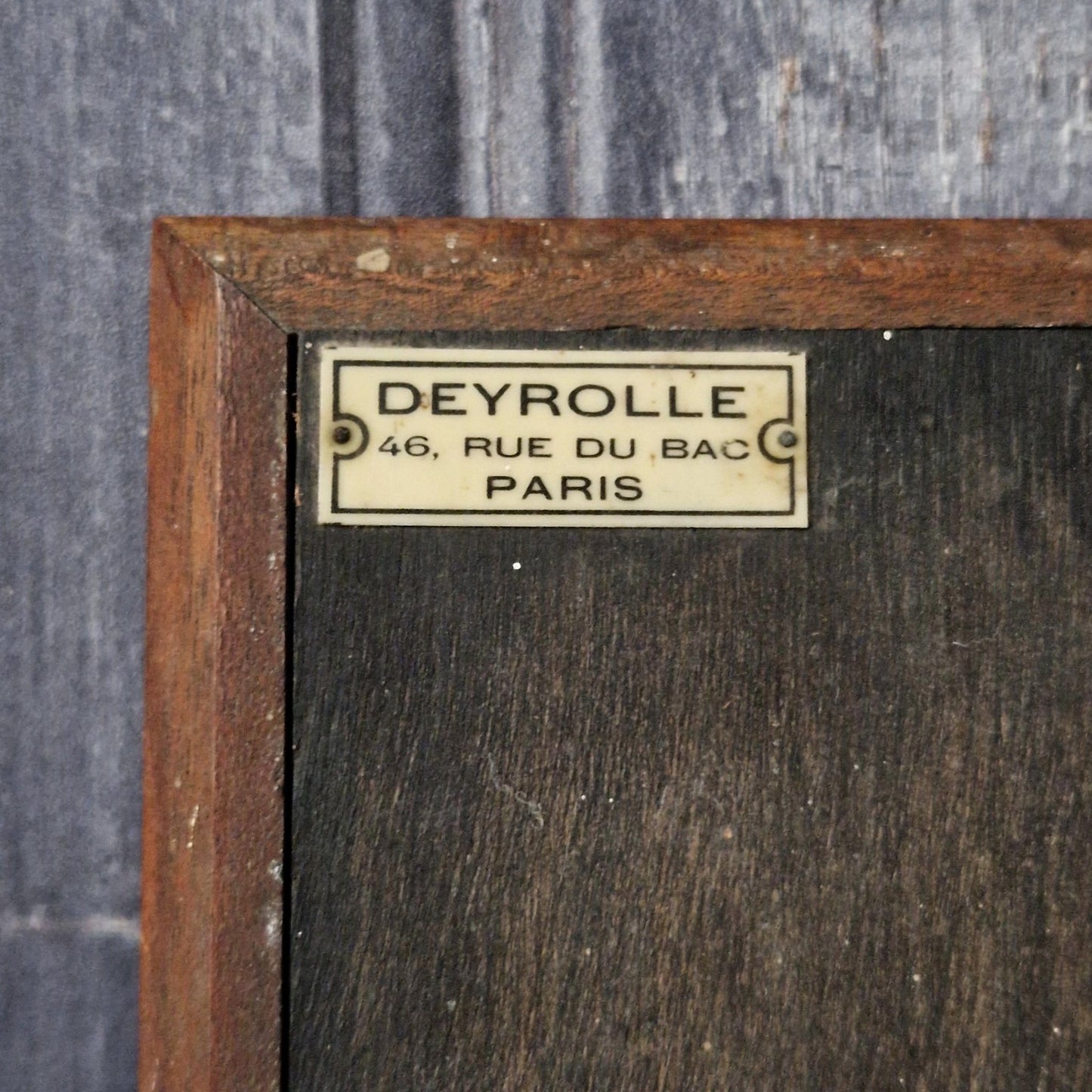 Écorché / Modèle anatomique Deyrolle - Circa 1920