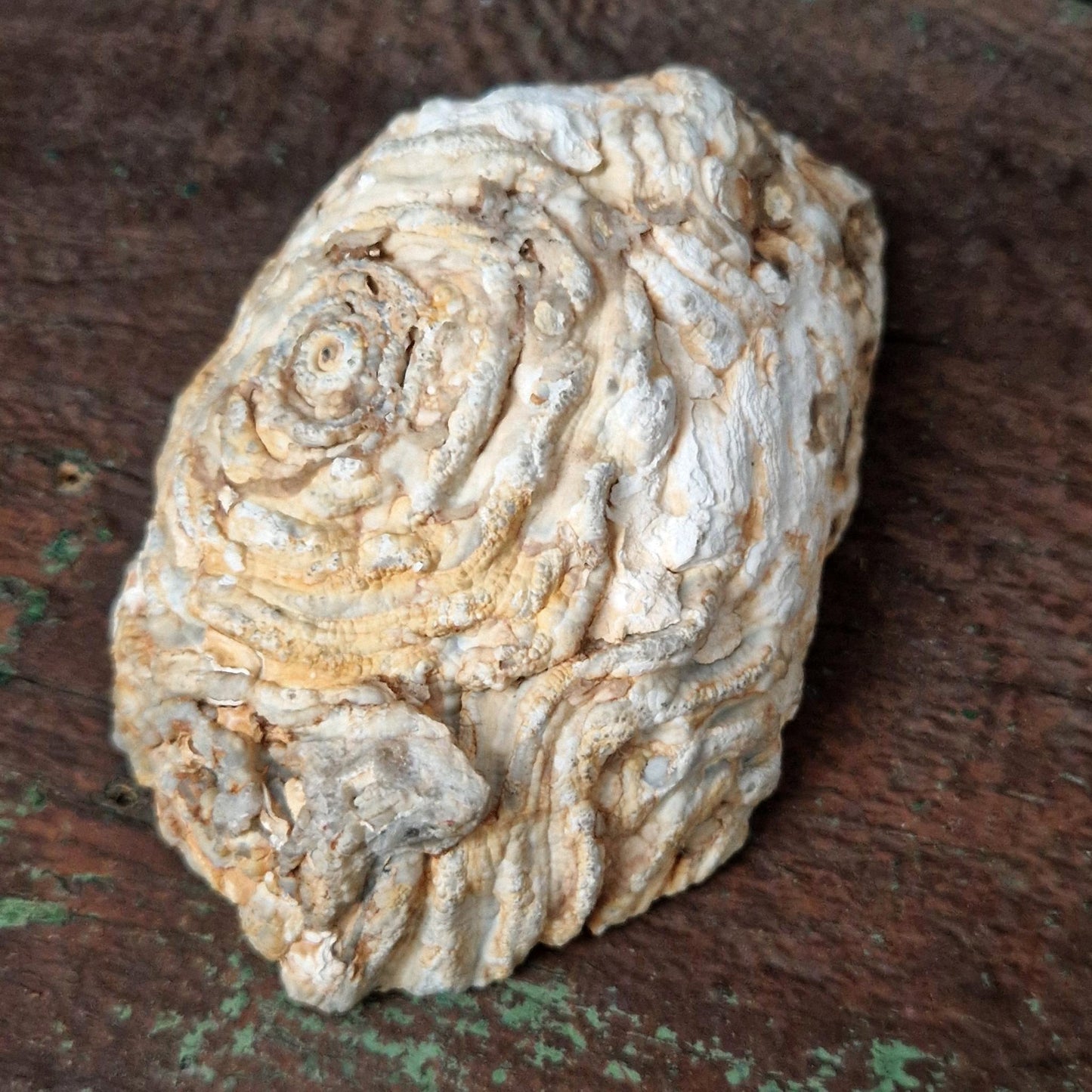 Ancient geode with wax fetus - Circa 1950