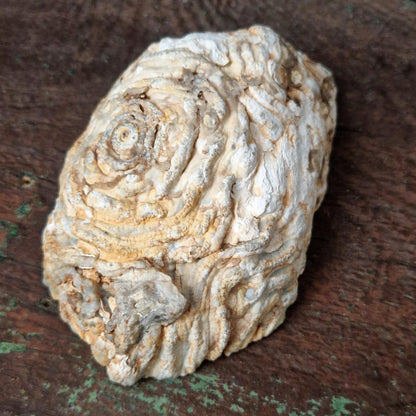Ancient geode with wax fetus - Circa 1950
