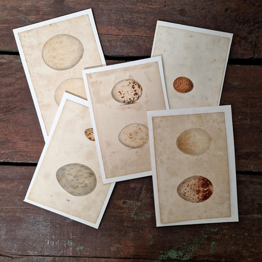 5 Planches oologiques anciennes rehaussées à l’aquarelle