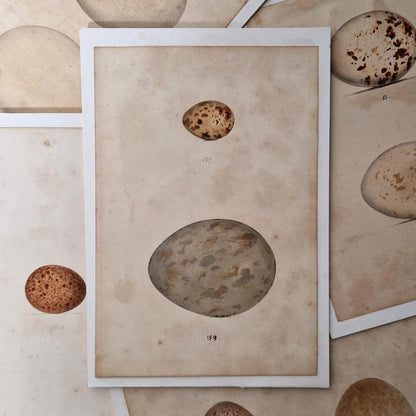 5 Planches oologiques anciennes rehaussées à l’aquarelle