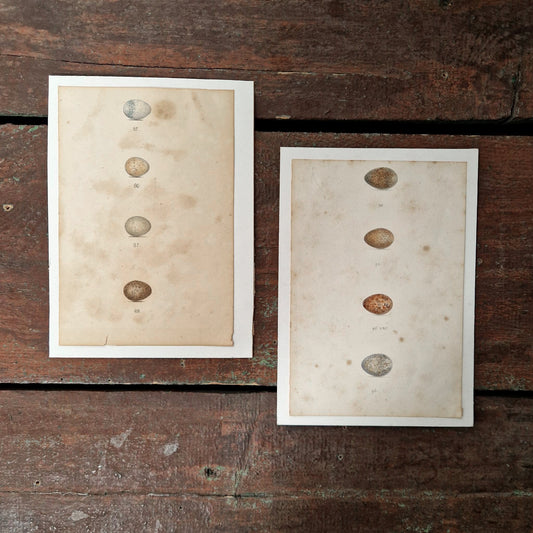 Naturalist Studies of Bird Eggs, Circa 1890-1910