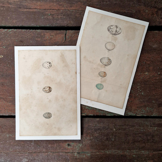 Hand-colored naturalist plates, Circa 1890-1910