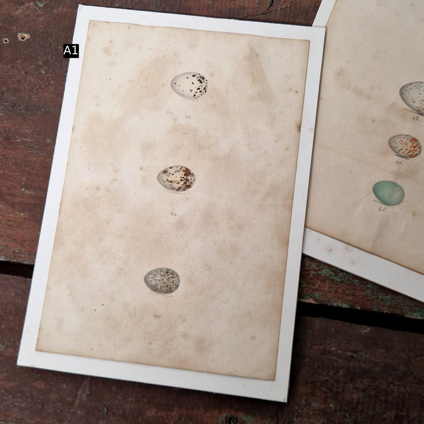 Planches naturalistes rehaussées à l'aquarelle, Vers 1890-1910