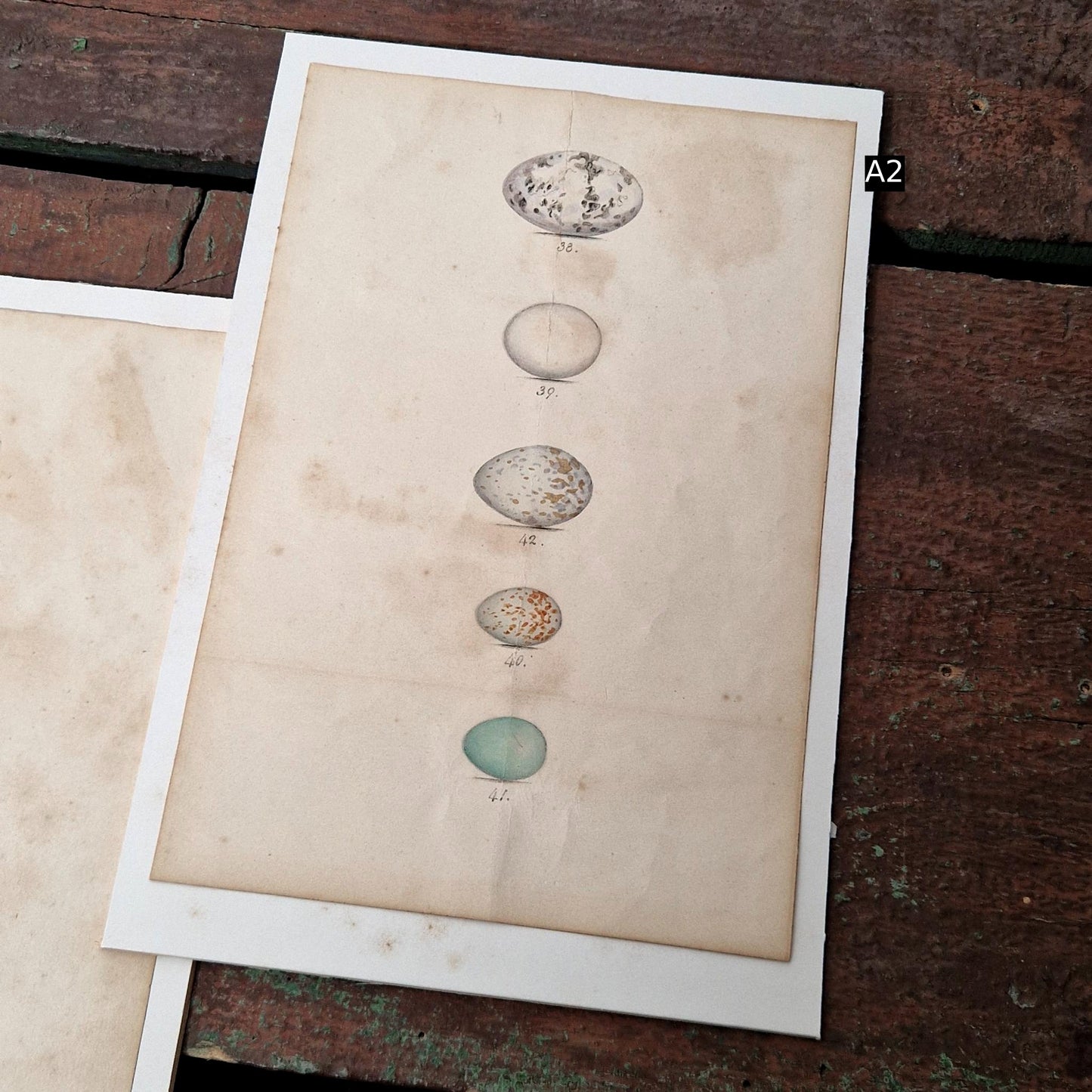 Planches naturalistes rehaussées à l'aquarelle, Vers 1890-1910