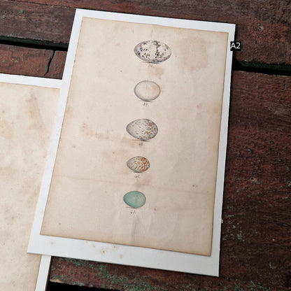 Planches naturalistes rehaussées à l'aquarelle, Vers 1890-1910