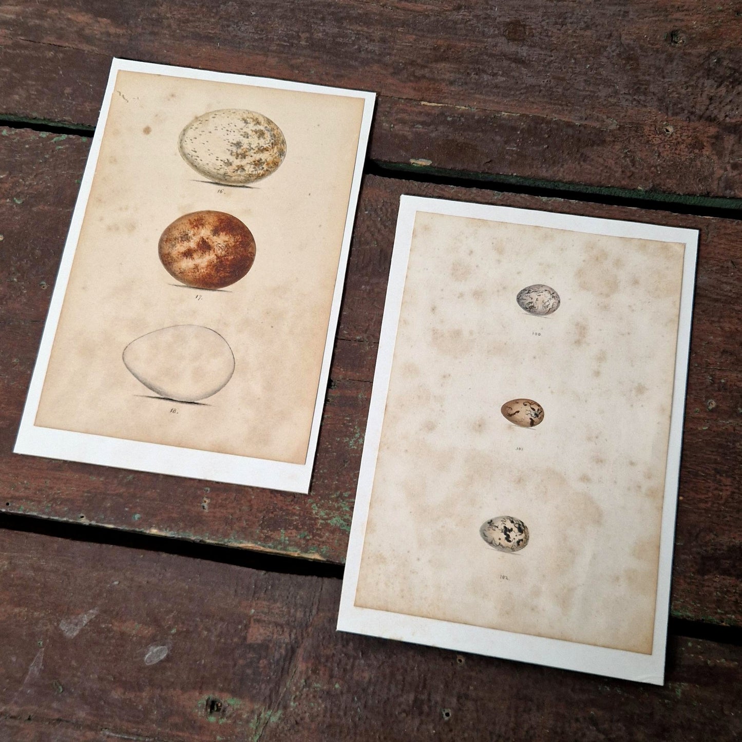 Planches oologiques rehaussées à l’aquarelle