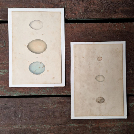 2 Planches d'études oologiques rehaussées à l’aquarelle