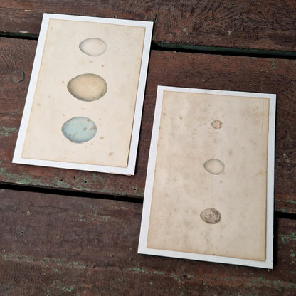 2 Planches d'études oologiques rehaussées à l’aquarelle