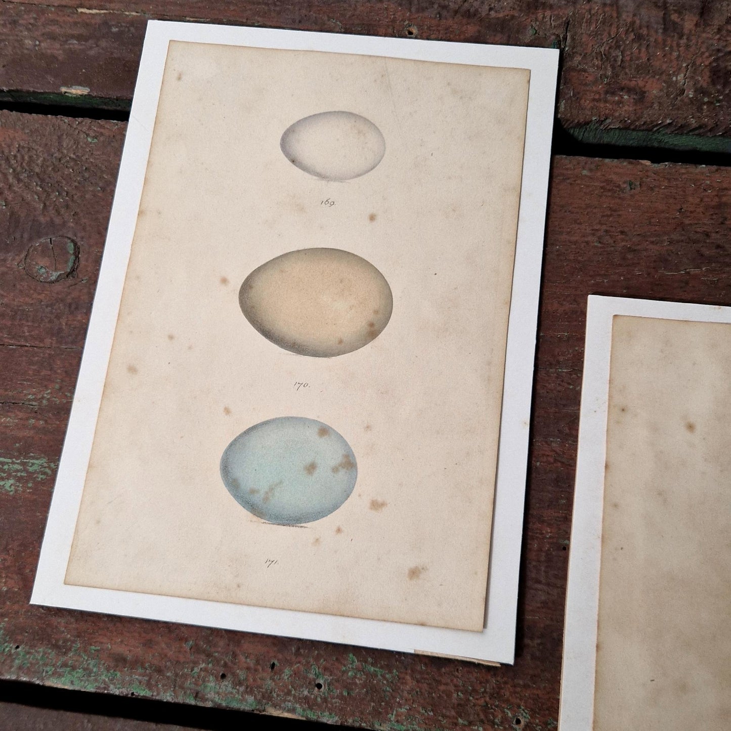 2 Planches d'études oologiques rehaussées à l’aquarelle