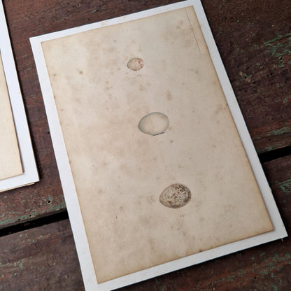 2 Planches d'études oologiques rehaussées à l’aquarelle
