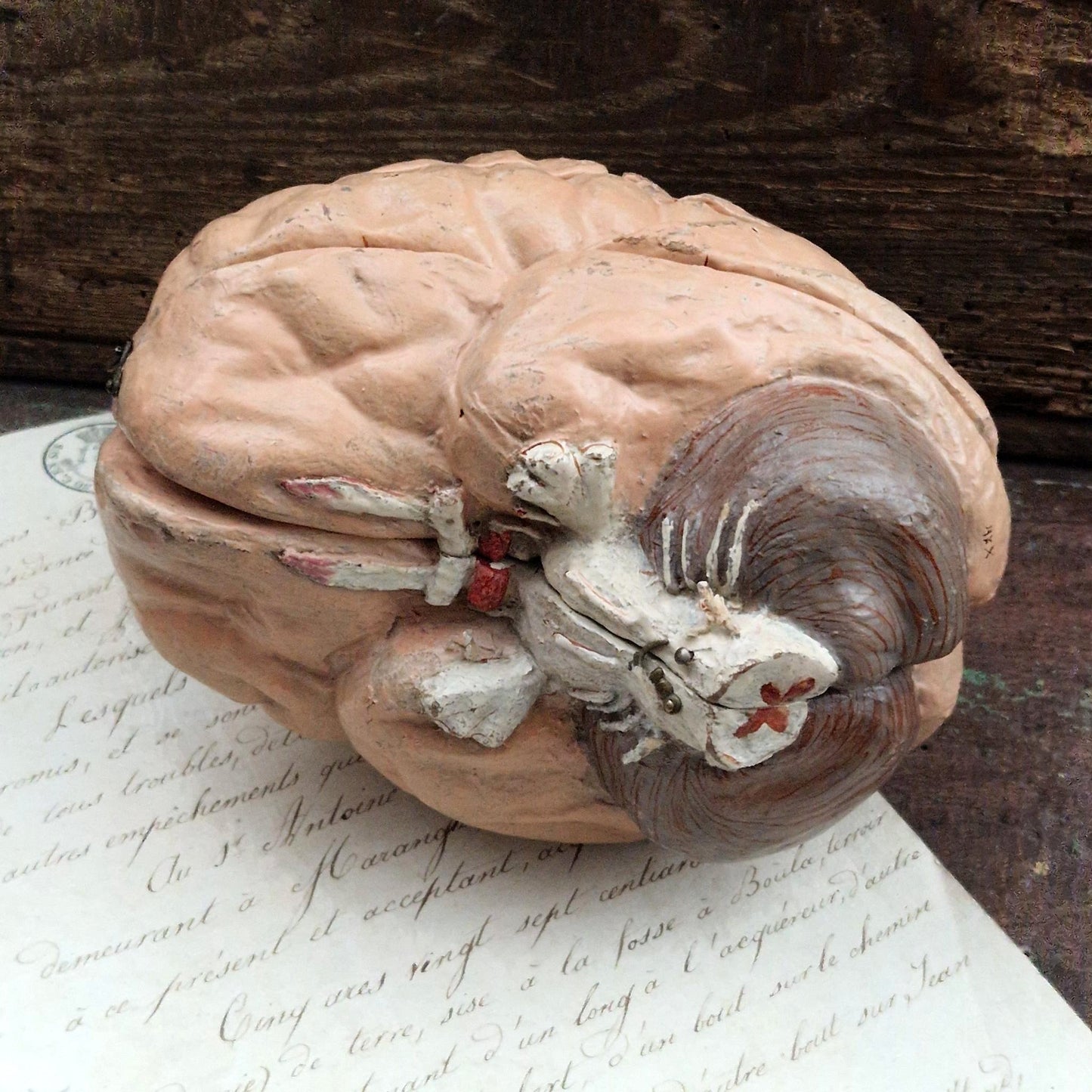 Rare modèle anatomique de cerveau humain, vers 1900
