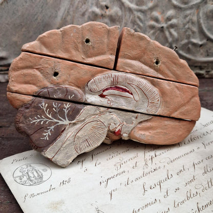 Rare modèle anatomique de cerveau humain, vers 1900