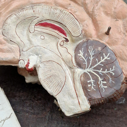 Rare modèle anatomique de cerveau humain, vers 1900